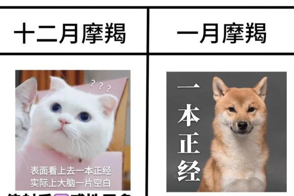 摩羯座女生适合什么星座男生_十二星座