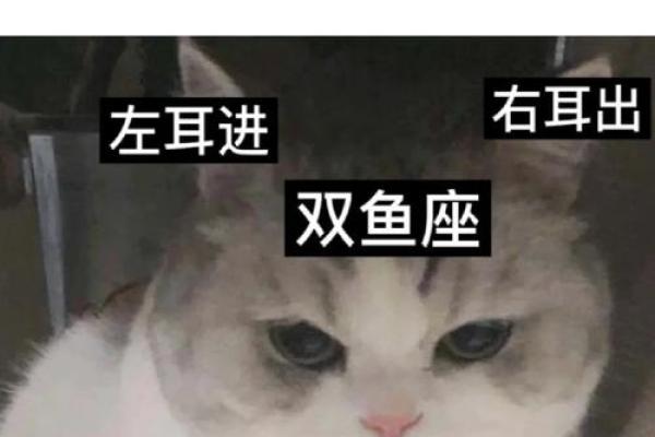 双鱼跟狮子座友情配对吗