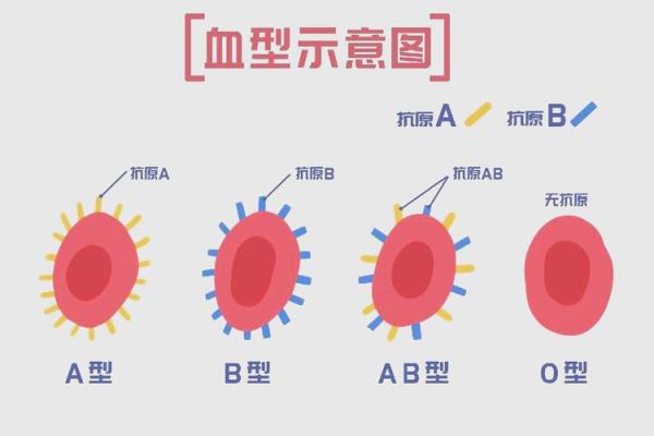 哪种血型的人最多 哪种血型人数最多