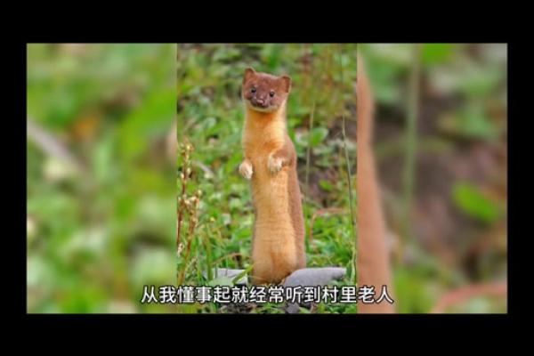 黄大仙灵签解签66