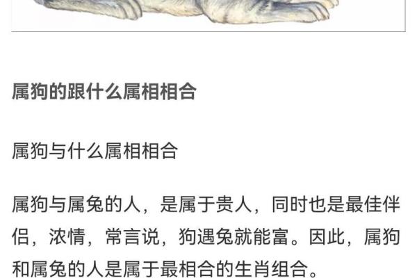 狗跟什么生肖配对最好 生肖狗最佳配对