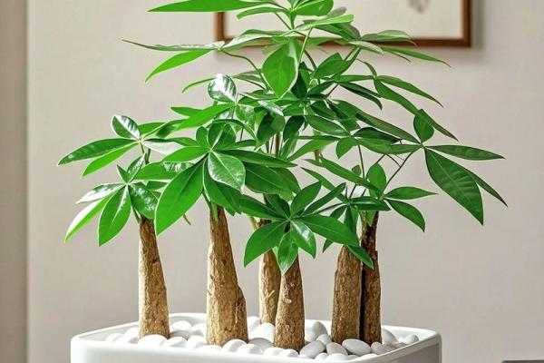 买了“发财树”，别把方位摆错