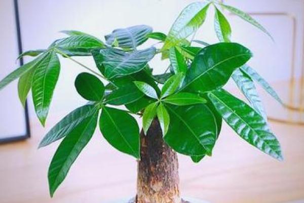 买了“发财树”，别把方位摆错