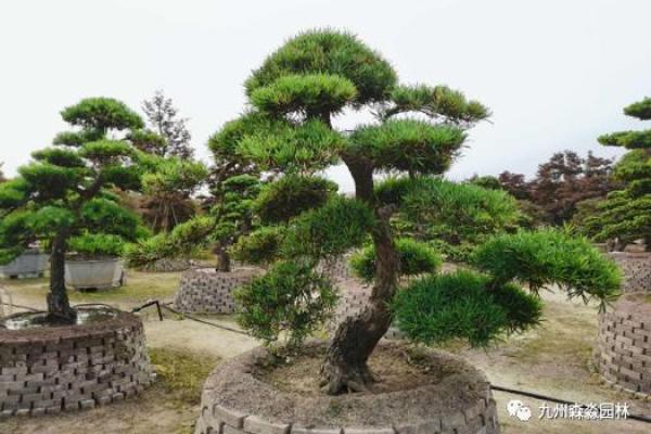 北方庭院十大吉祥之树风水树