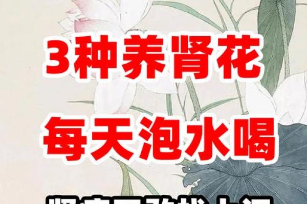 八字无水肾不好怎么办